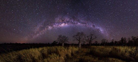 Savannah under the Stars