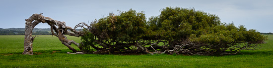 The Leaning Tree