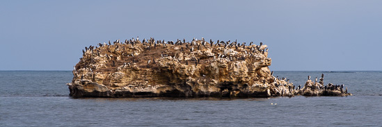 Snag Island