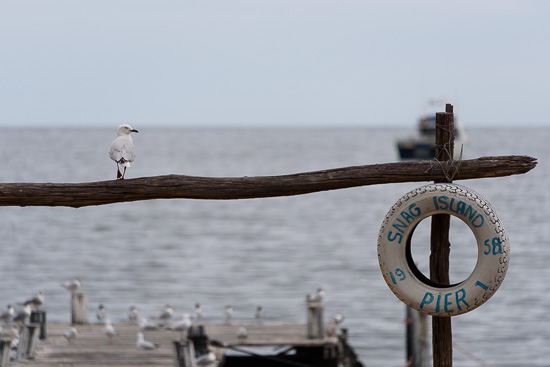 Snag Island Pier