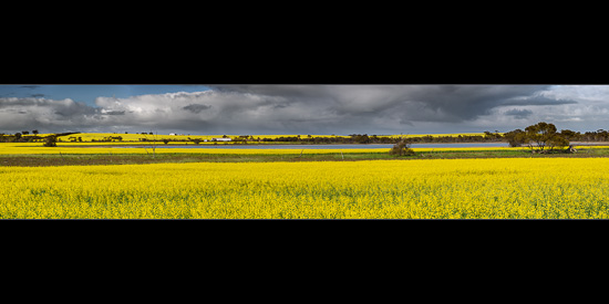 Canola Gold