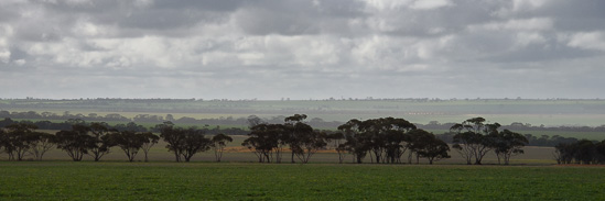 Tree Lines