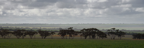 Tree Lines