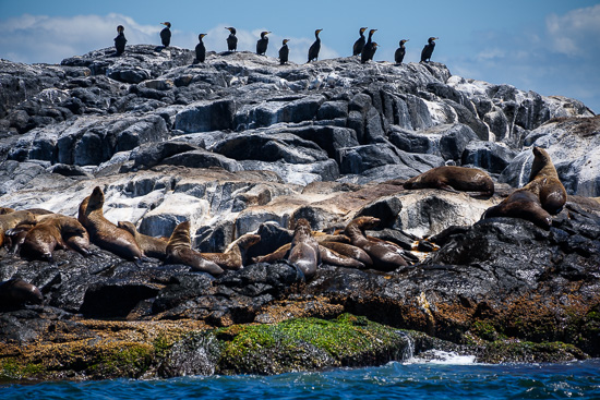 Seals and Cormorants