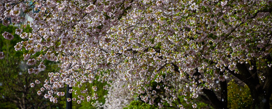 Sakura Fall