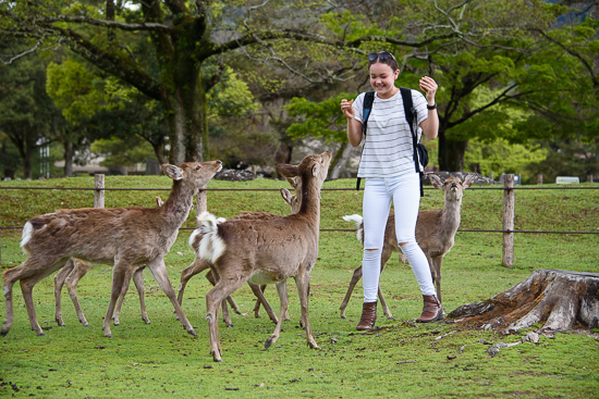 Nara Deer