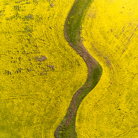 A Taste of Canola