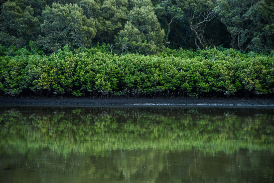 Deep in the Mangroves