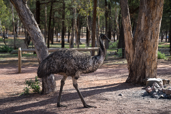 Emu