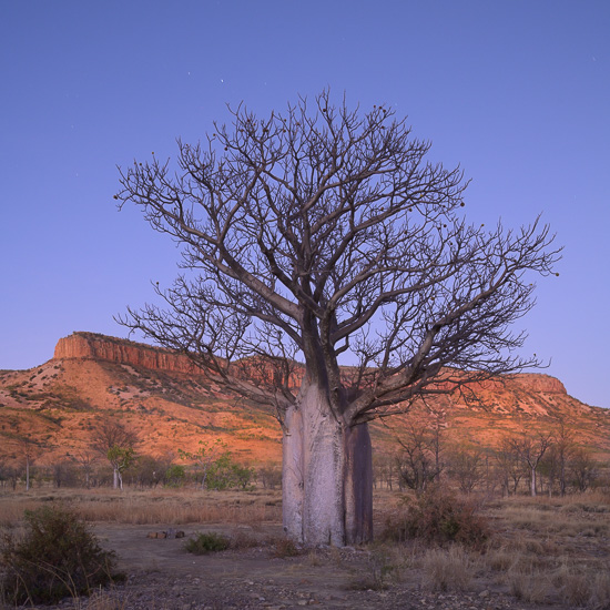 Twilight Boab