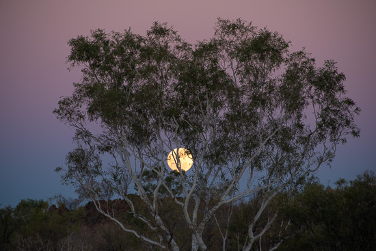 The Moontree