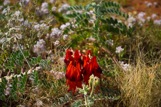 Desert Pea