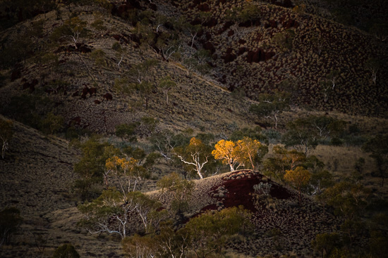 Ghost Gum