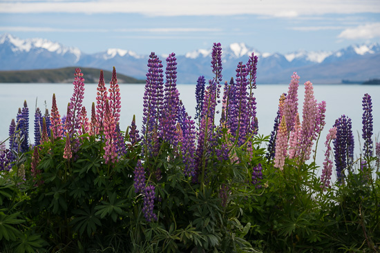 Lupins and Ranges