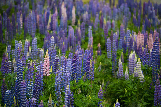 Lupins