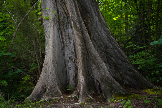 Old Growth