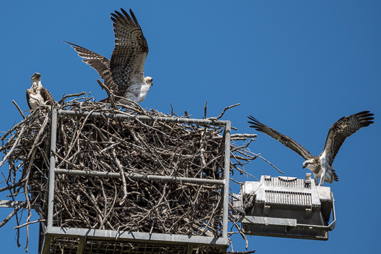 Ospreys at Play