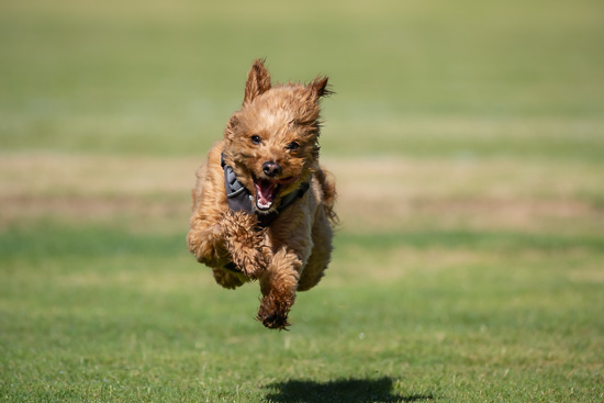 In Flight