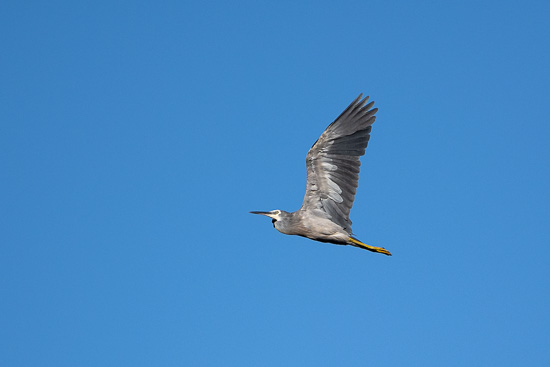 Flap