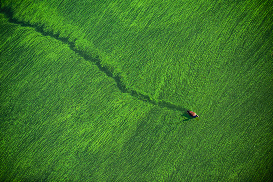 Wading in Green