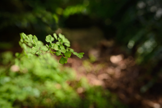 Delicate Tree