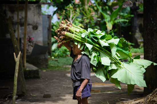 Harvest