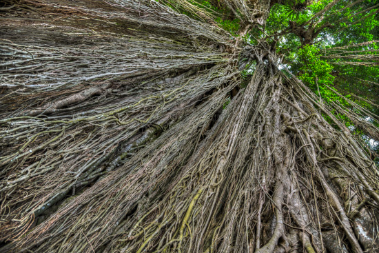 The Great Banyan