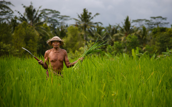 The Rice Harvester