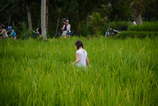 Bali Fields