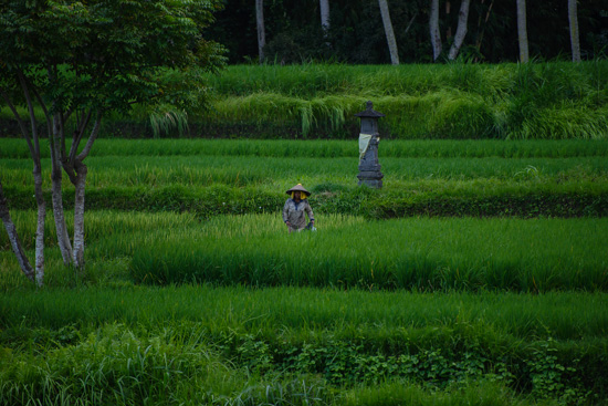 Tending the Harvest