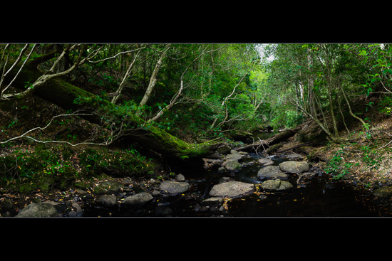 Verdant Streams