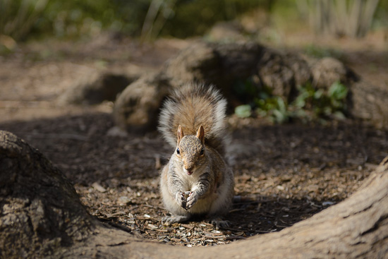 Squirrel