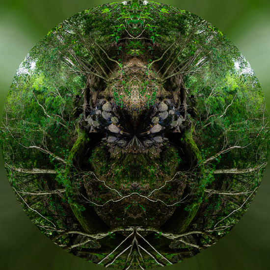 Demented Forest