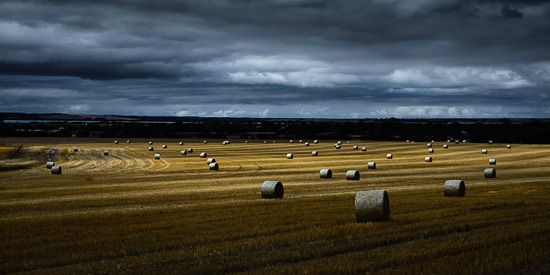 Field of Gold