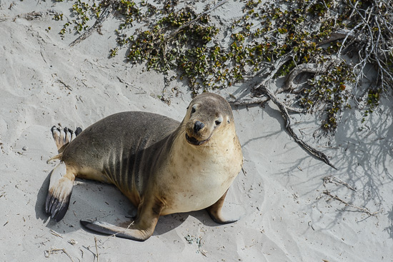 Australian Sea Lion