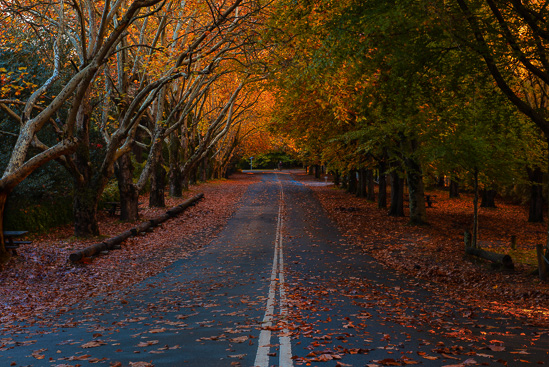 The Avenue in Fall