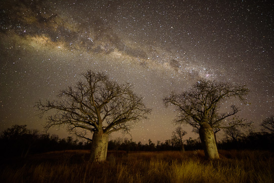 Savannah under the Stars