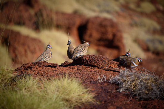 Bush Pidgeons