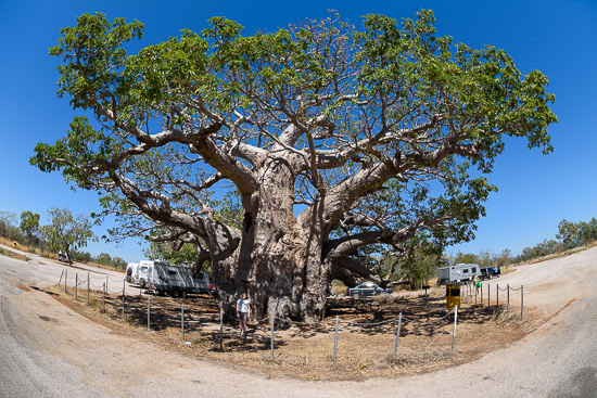 Boab Rest Area