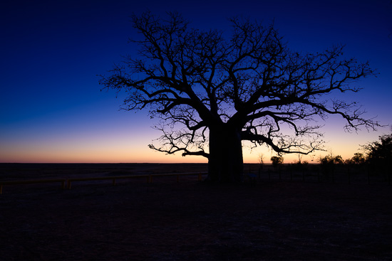 Twilight Silhouettes