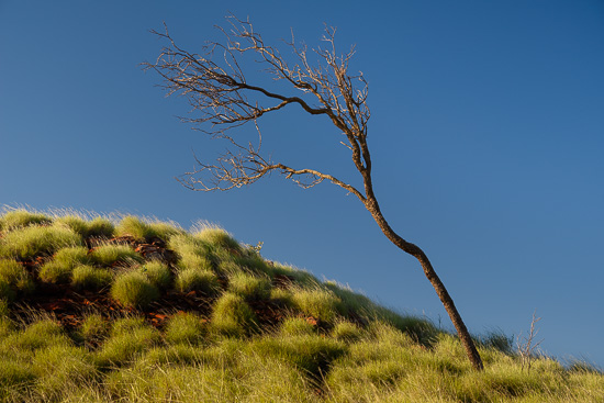 Windswept