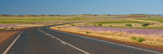 Lavender Pathways